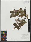 Foto von Salix hastata L.